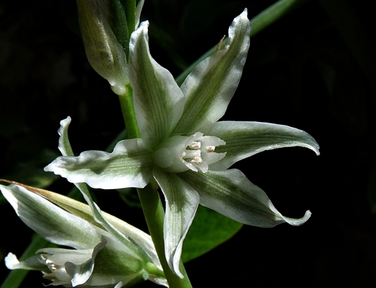 {Ornithogalum nutans}